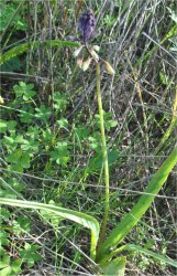bellevalia-trifoliata